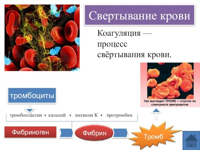 Свертывание крови тромбоциты тромбопластин кальций витамин К протромбин + + +