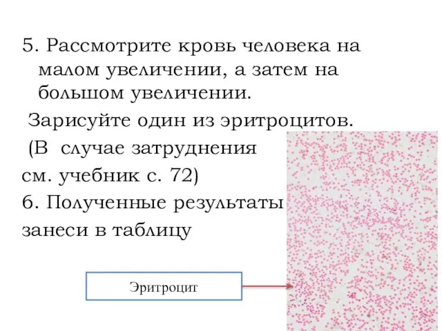 5. Рассмотрите кровь человека на малом увеличении, а затем на большом