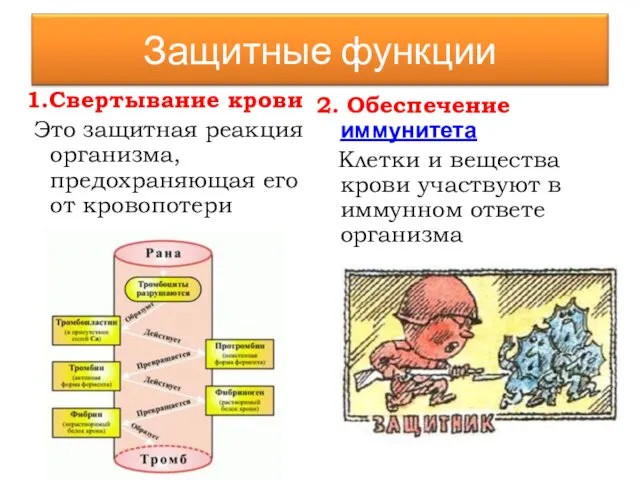 1.Свертывание крови Это защитная реакция организма, предохраняющая его от кровопотери 2.