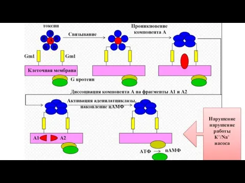 Нарушение нарушение работы К+/Na+ насоса