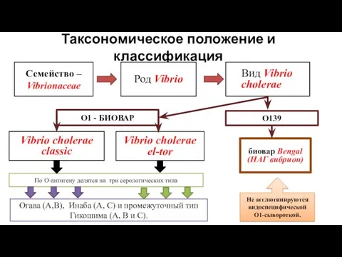 Таксономическое положение и классификация Семейство – Vibrionaceae Род Vibrio Вид Vibrio