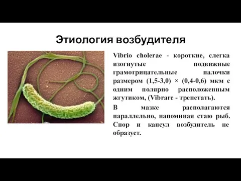 Этиология возбудителя Vibrio cholerae - короткие, слегка изогнутые подвижные грамотрицательные палочки