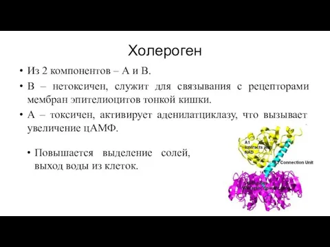 Холероген Из 2 компонентов – А и В. В – нетоксичен,