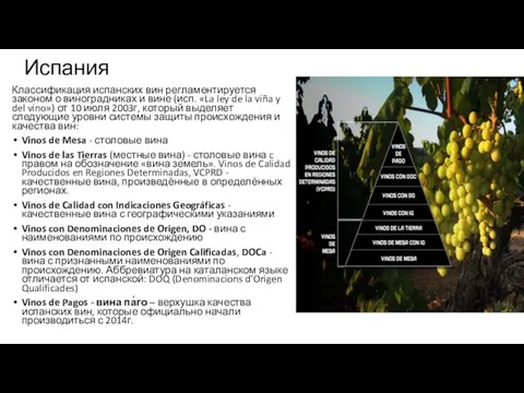 Испания Классификация испанских вин регламентируется законом о виноградниках и вине (исп.