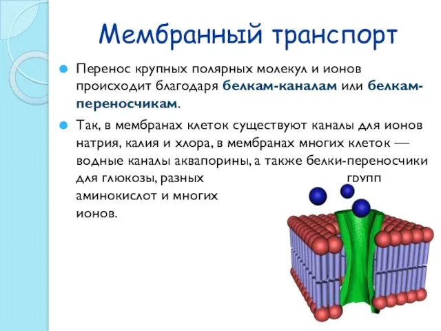 Мембранный транспорт Перенос крупных полярных молекул и ионов происходит благодаря белкам-каналам