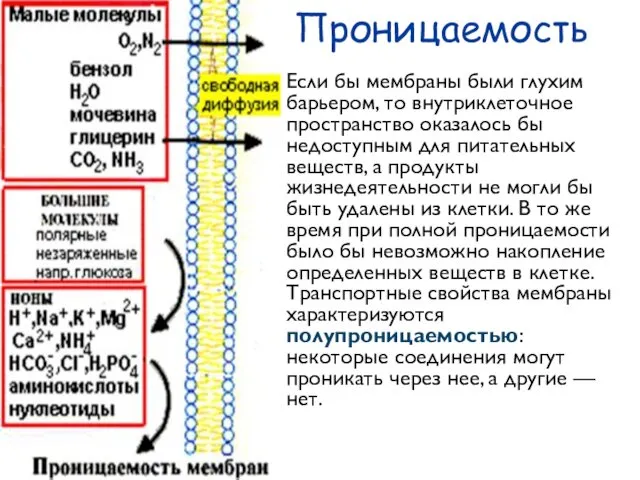 Проницаемость Если бы мембраны были глухим барьером, то внутриклеточное пространство оказалось