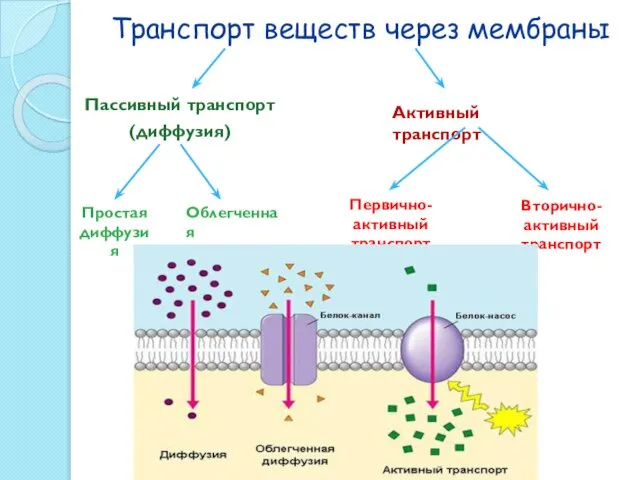 Транспорт веществ через мембраны Пассивный транспорт (диффузия) Активный транспорт Простая диффузия