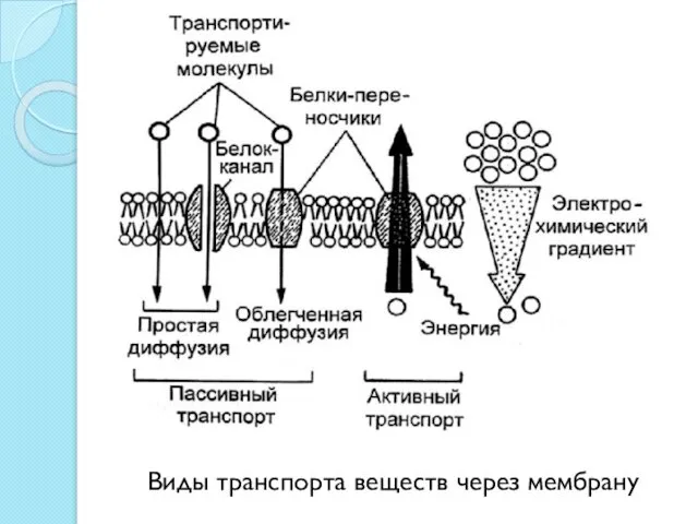 Виды транспорта веществ через мембрану