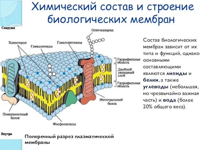 Химический состав и строение биологических мембран Состав биологических мембран зависит от