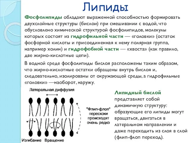 Липиды Фосфолипиды обладают выраженной способностью формировать двухслойные структуры (бислои) при смешивании