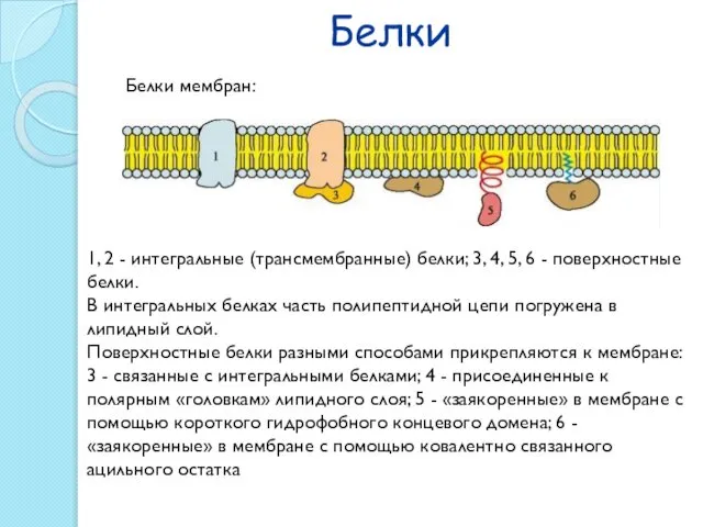 Белки 1, 2 - интегральные (трансмембранные) белки; 3, 4, 5, 6