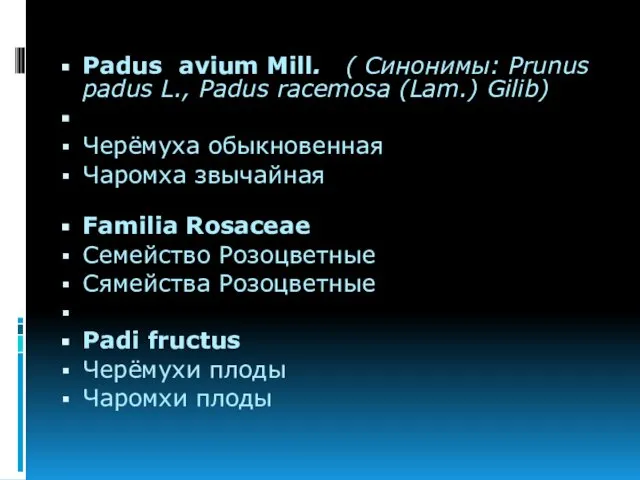 Padus avium Mill. ( Синонимы: Prunus padus L., Padus racemosa (Lam.)