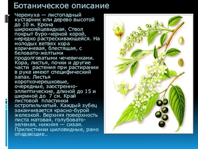 Ботаническое описание Черемуха — листопадный кустарник или дерево высотой до 10