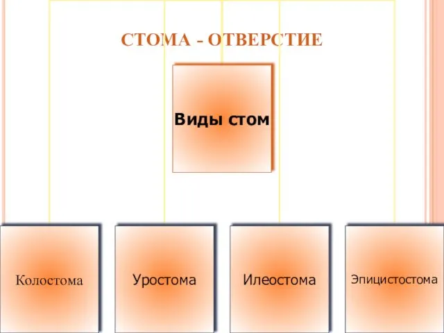 СТОМА - ОТВЕРСТИЕ