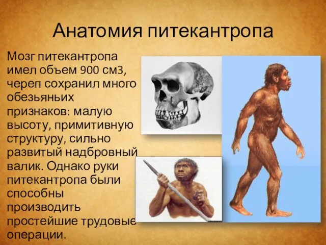 Анатомия питекантропа Мозг питекантропа имел объем 900 см3, череп сохранил много
