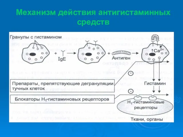 Механизм действия антигистаминных средств