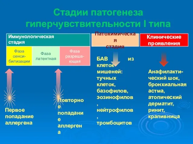 Стадии патогенеза гиперчувствительности I типа Иммунологическая стадия Патохимическая стадия Клинические проявления