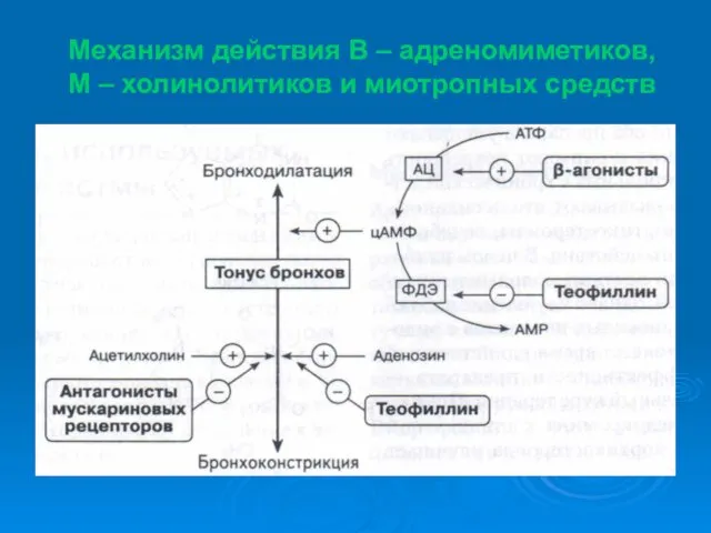 Механизм действия В – адреномиметиков, М – холинолитиков и миотропных средств