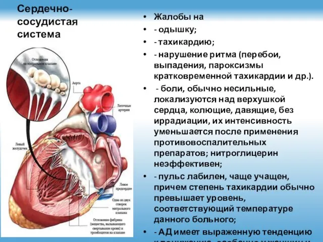 Сердечно-сосудистая система Жалобы на - одышку; - тахикардию; - нарушение ритма