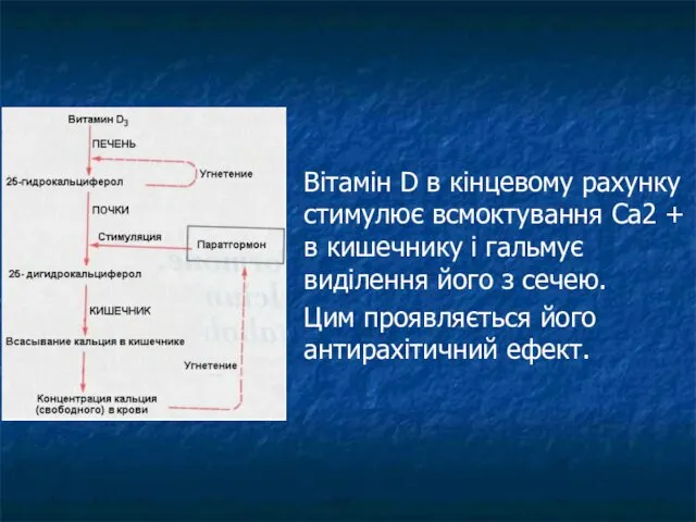 Вітамін D в кінцевому рахунку стимулює всмоктування Са2 + в кишечнику