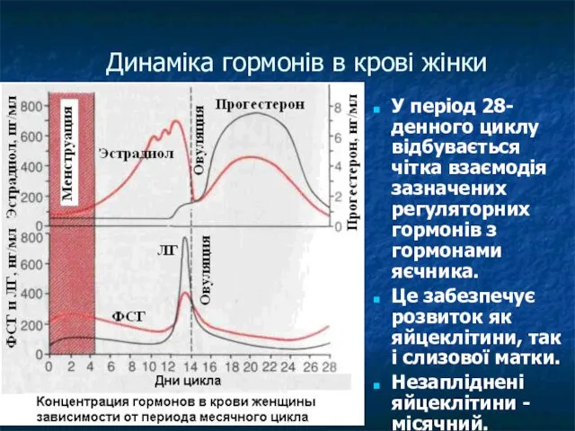 Динаміка гормонів в крові жінки У період 28-денного циклу відбувається чітка