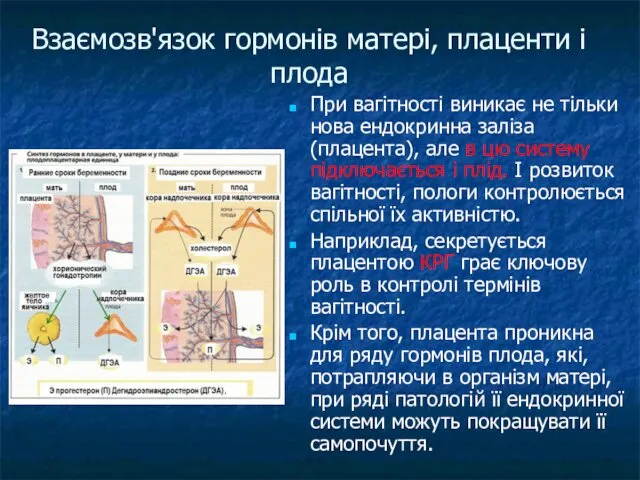 Взаємозв'язок гормонів матері, плаценти і плода При вагітності виникає не тільки