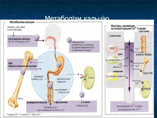 Метаболізм кальцію