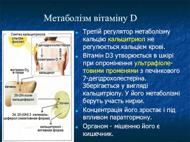 Метаболізм вітаміну D Третій регулятор метаболізму кальцію кальцитриол не регулюється кальцієм