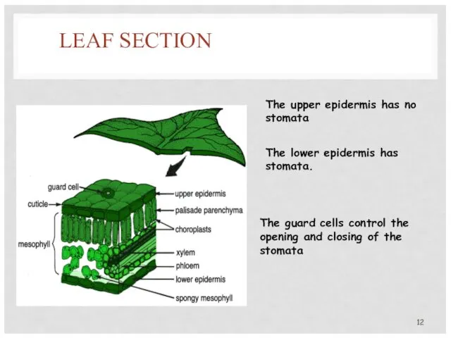 LEAF SECTION The upper epidermis has no stomata The lower epidermis