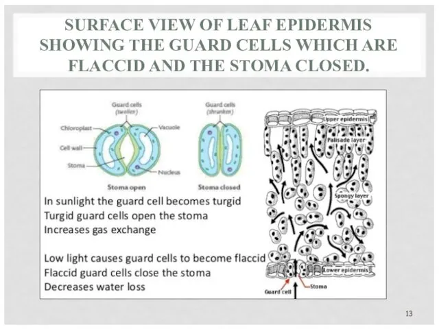 SURFACE VIEW OF LEAF EPIDERMIS SHOWING THE GUARD CELLS WHICH ARE FLACCID AND THE STOMA CLOSED.