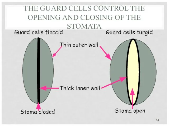 THE GUARD CELLS CONTROL THE OPENING AND CLOSING OF THE STOMATA