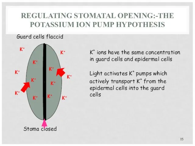 REGULATING STOMATAL OPENING:-THE POTASSIUM ION PUMP HYPOTHESIS Guard cells flaccid Stoma