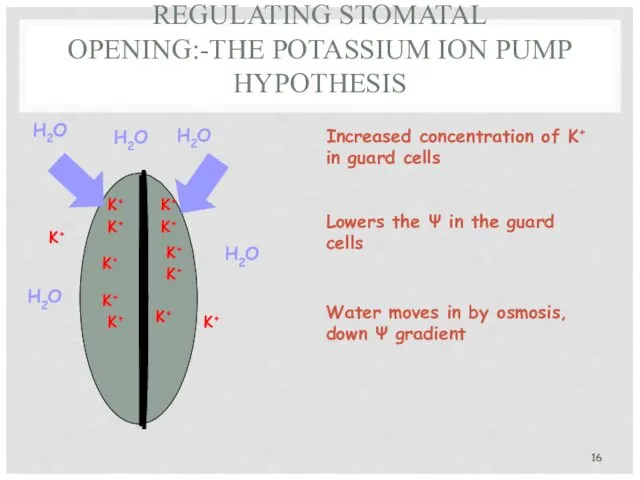 REGULATING STOMATAL OPENING:-THE POTASSIUM ION PUMP HYPOTHESIS K+ K+ K+ K+