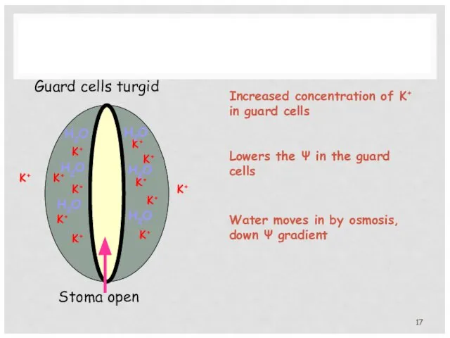 Stoma open Guard cells turgid K+ K+ K+ K+ K+ K+