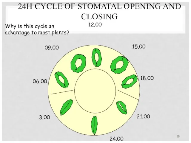 24H CYCLE OF STOMATAL OPENING AND CLOSING 18.00 12.00 15.00 21.00