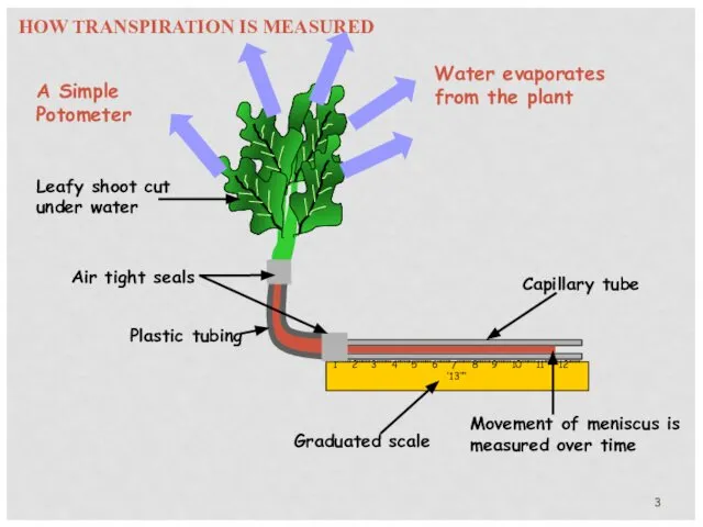 HOW TRANSPIRATION IS MEASURED A Simple Potometer Air tight seals Plastic