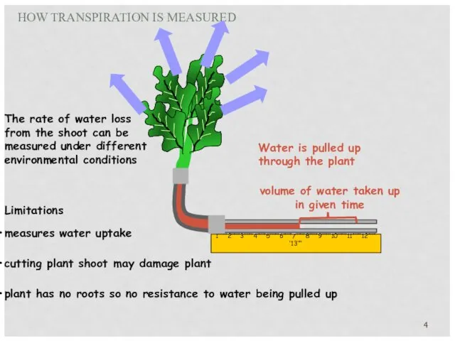 HOW TRANSPIRATION IS MEASURED 1’’’’’’’’2’’’’’’’’3’’’’’’’’4’’’’’’’’5’’’’’’’’6’’’’’’’’7’’’’’’’’8’’’’’’’’9’’’’’’’’10’’’’’’’’11’’’’’’’’12’’’’’’’’13’’’’ The rate of water loss from