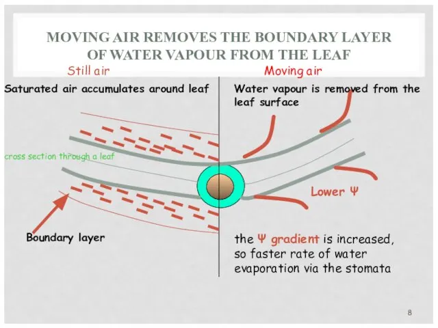 MOVING AIR REMOVES THE BOUNDARY LAYER OF WATER VAPOUR FROM THE