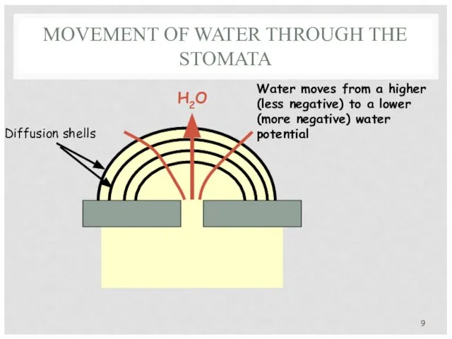 MOVEMENT OF WATER THROUGH THE STOMATA H2O Diffusion shells Water moves