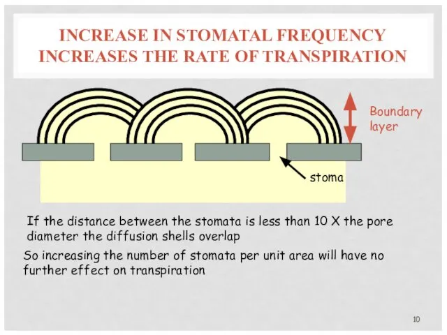 INCREASE IN STOMATAL FREQUENCY INCREASES THE RATE OF TRANSPIRATION Boundary layer