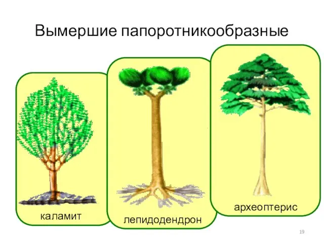 Вымершие папоротникообразные