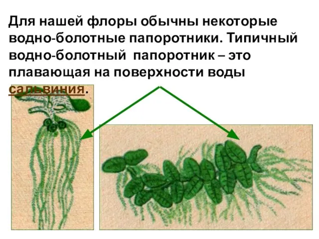 Для нашей флоры обычны некоторые водно-болотные папоротники. Типичный водно-болотный папоротник –