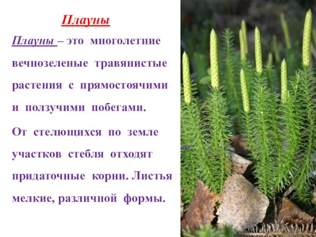 Плауны Плауны – это многолетние вечнозеленые травянистые растения с прямостоячими и