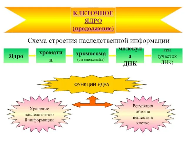 Схема строения наследственной информации КЛЕТОЧНОЕ ЯДРО (продолжение) Ядро хроматин хромосома (см