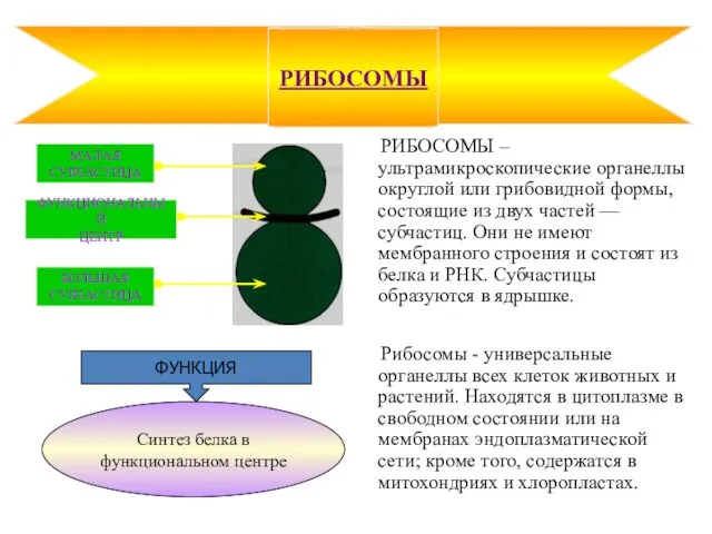 РИБОСОМЫ – ультрамикроскопические органеллы округлой или грибовидной формы, состоящие из двух