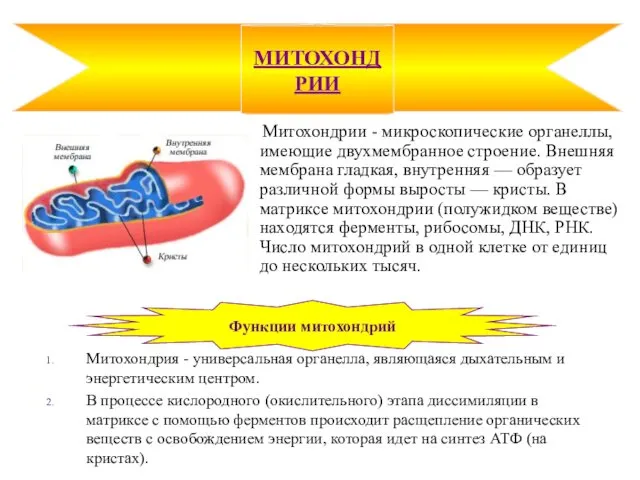 Митохондрии - микроскопические органеллы, имеющие двухмембранное строение. Внешняя мембрана гладкая, внутренняя