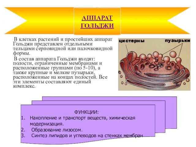 В клетках растений и простейших аппарат Гольджи представлен отдельными тельцами серповидной