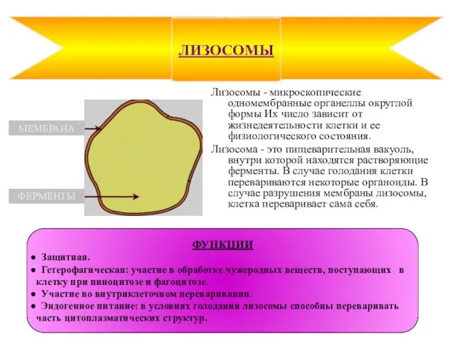 Лизосомы - микроскопические одномембранные органеллы округлой формы Их число зависит от