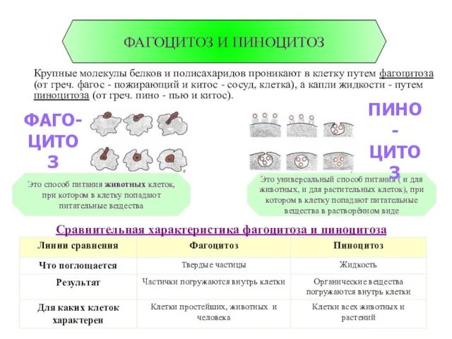 Сравнительная характеристика фагоцитоза и пиноцитоза ФАГОЦИТОЗ И ПИНОЦИТОЗ Крупные молекулы белков