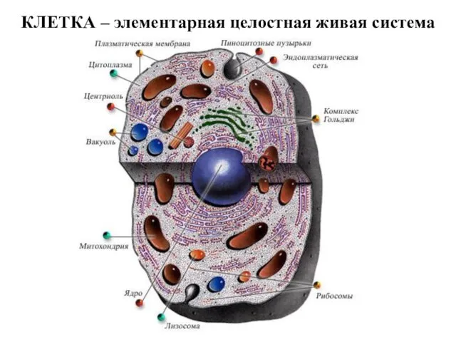 КЛЕТКА – элементарная целостная живая система